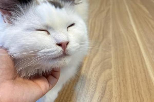 九命猫的家居之选：打造舒适的猫咪乐园