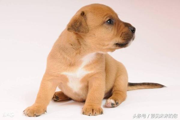 1958年出生属狗：命运、性格与生活的完美结合