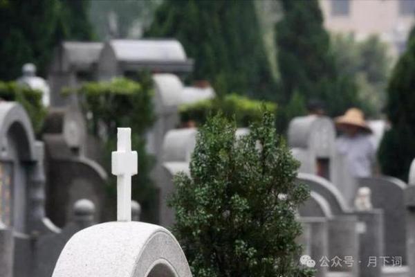 松柏命的深刻寓意与人生哲理探讨