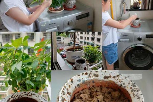 大林木命的人该选择什么样的土壤才能茁壮成长？