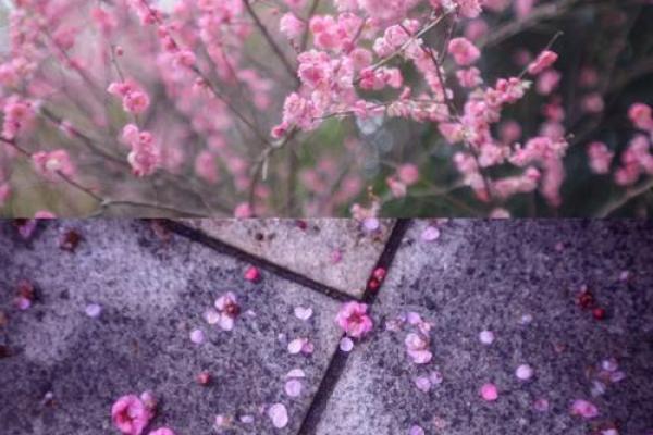 花子命：命运之花的绽放与凋零