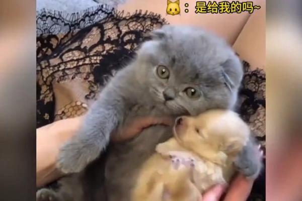 现代社会中最幸运的动物：狗与猫的生活探讨