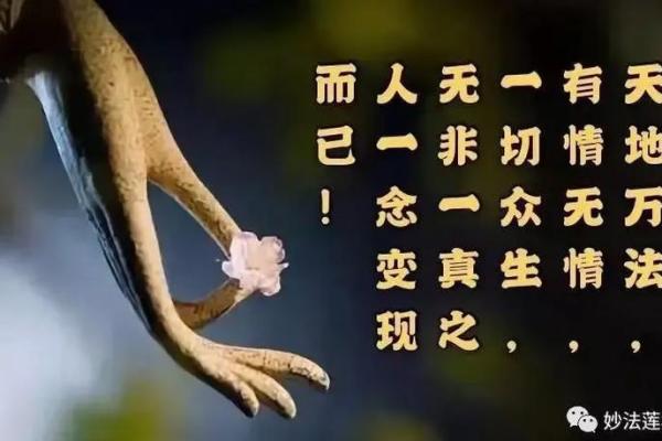 94属狗的人命运解析：忠诚与责任的生命旅程