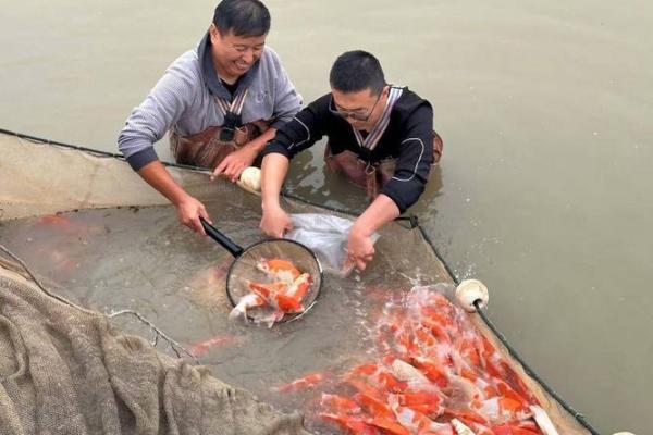 命理揭秘：为什么不能纹鲤鱼？深度解析与禁忌