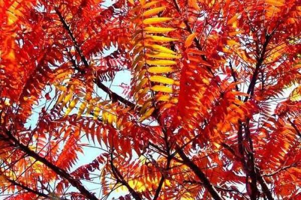 火命人适合养什么植物？让生活更添生机与活力！