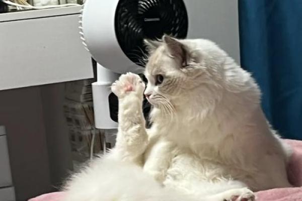 九命肥猫的奇妙冒险：一起探寻喵星人的重生之谜！