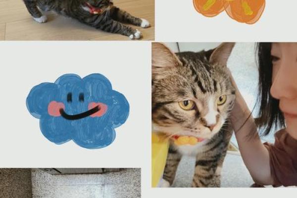 九命肥猫的奇妙冒险：一起探寻喵星人的重生之谜！