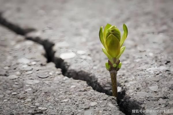 为何还有“乌龟命”的人存在？探寻生命的韧性与智慧