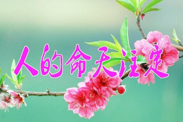 命由天注定，理在心自求的智慧之旅