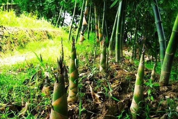 养竹子旺盛的人命运分析：竹子与命运的奇妙联系