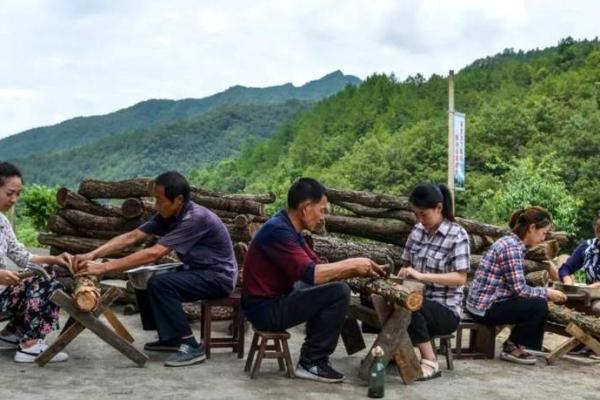 探寻机关鼎盛之命：平衡与智慧的艺术之旅