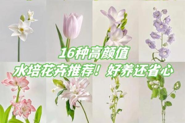 水命人如何通过养花提升运势与生活品质