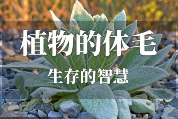 炉中火命缺水的生存智慧：如何应对与调和