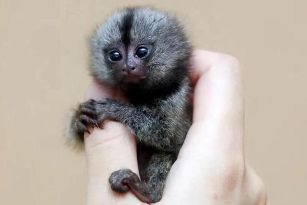 食斋野样：带你探索两栖动物的生态奇观与人类的关联