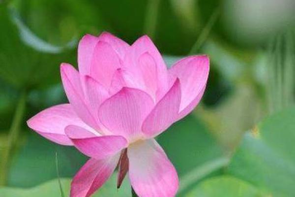 揭秘火马命：哪些颜色能助你招财旺运？