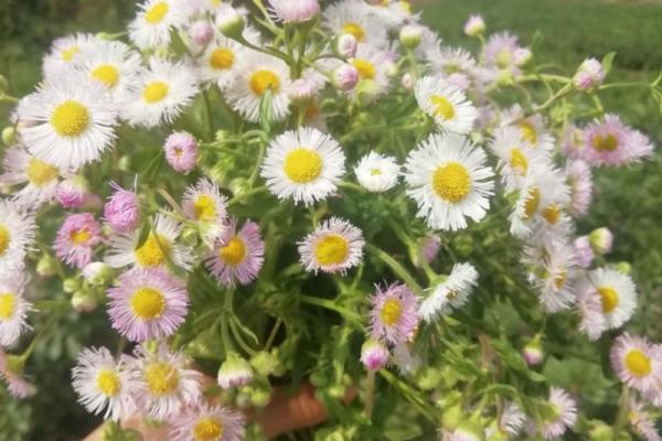 捡到一条命：揭示生命重启的五味杂陈体验