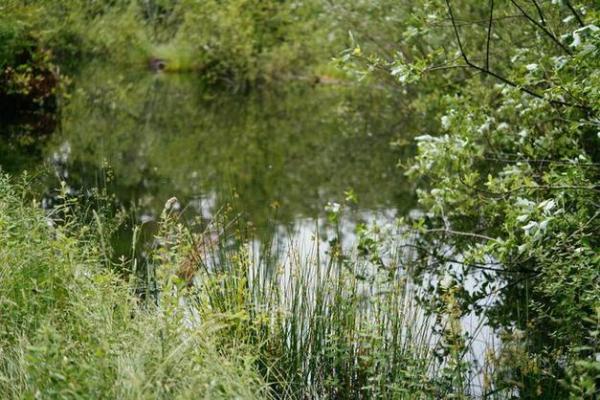 狗年早上出生的命运解析,探索狗年福气与性格的深层意义 狗年早上出生的命运解析,探索狗年福气与性格的深层意义