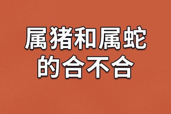 2023年属猪人的命运解析：从五行看属猪的命格与运势