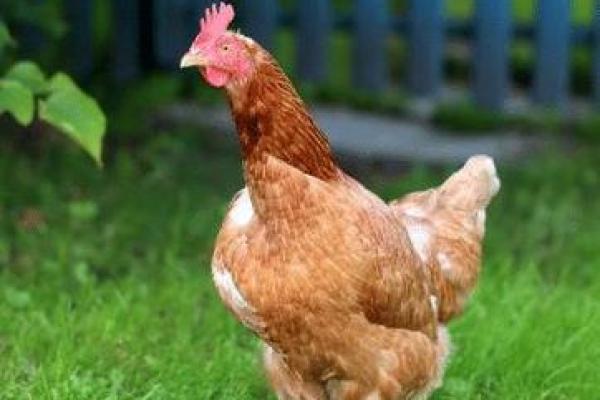 1981年属鸡人：命卦解析与人生智慧