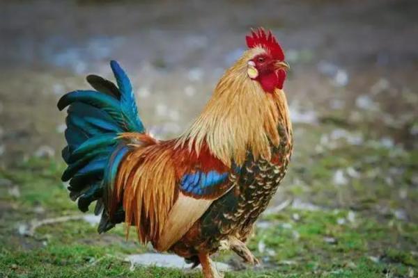 62岁属鸡人命运解析：智慧与荣耀的结合之路