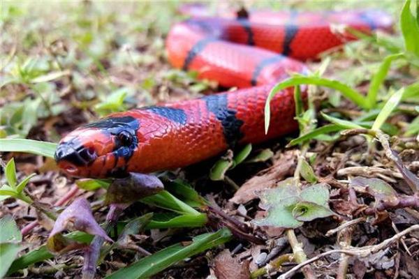 火命人士适合养哪些动物，这些选择让你火旺更盛！