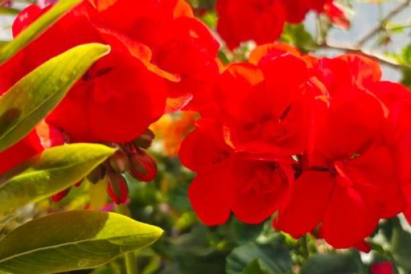 火命人士适合养哪些动物,这些选择让你火旺更盛! 火命人士适合养哪些动物,这些选择让你火旺更盛!