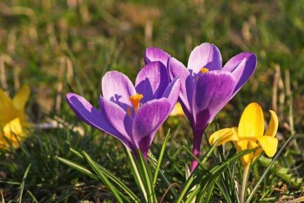 深入探讨1977年命运之旅：从生肖与你的缘分说起