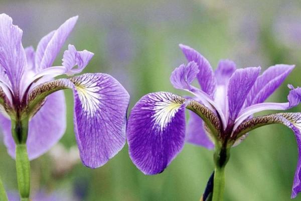 深入探讨1977年命运之旅:从生肖与你的缘分说起 深入探讨1977年命运之旅:从生肖与你的缘分说起