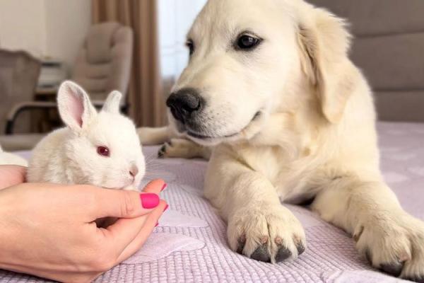 适合土命人的宠物推荐：小狗、小兔子与金鱼的生活智慧