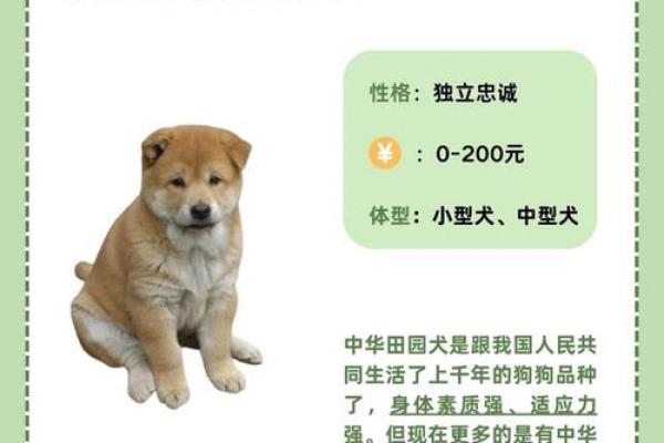 探秘1992年出生的狗狗命运与性格特征，有你想知道的吗？