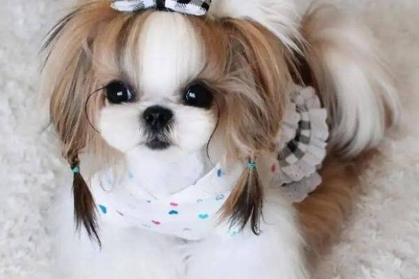 探秘1992年出生的狗狗命运与性格特征,有你想知道的吗? 探秘1992年出生的狗狗命运与性格特征,有你想知道的吗?