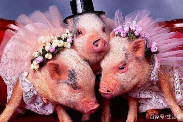 1971年属猪人的金命特征与人生指导