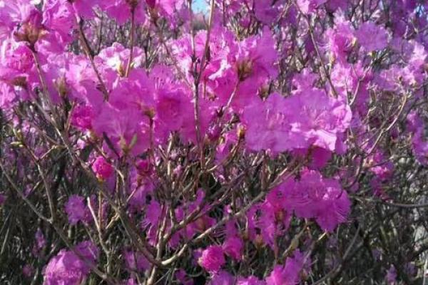 杜鹃鸣叫,春意盎然:探寻杜鹃命的深刻寓意与象征 杜鹃鸣叫,春意盎然:探寻杜鹃命的深刻寓意与象征