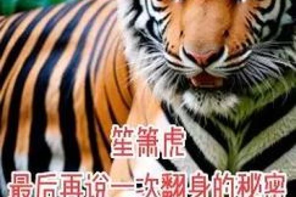 2023兔年虎的命理解析：如何在兔年中扬帆起航？