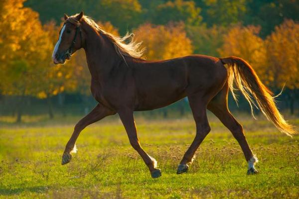 属马人士命运分析：最佳命格及其人生启示