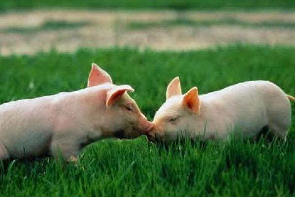 11月属猪的人命理解析：成功与幸福之路