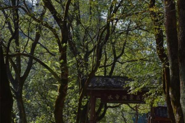 草木之人的命：在自然与生命中寻求灵魂的归宿