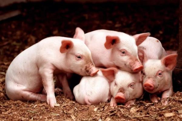 探索2019年属猪人的命格:解析生肖猪的性格特征与命运走势 探索2019年属猪人的命格:解析生肖猪的性格特征与命运走势