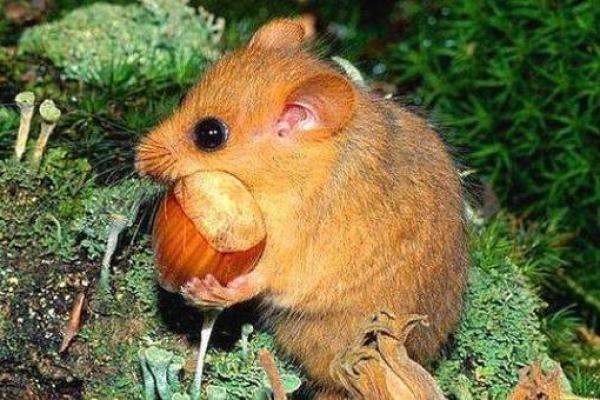 2020年鼠年出生的孩子命运分析：探索他们的未来潜力与性格特征