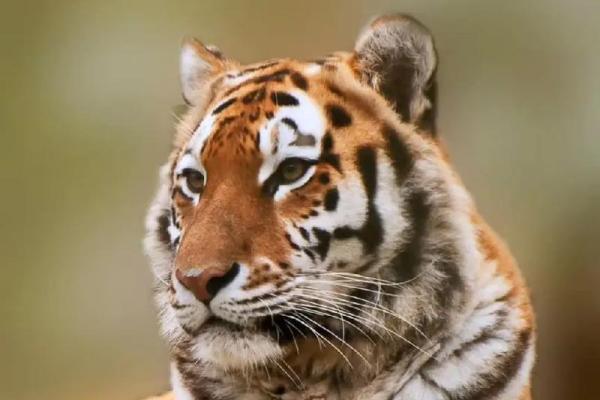 揭秘生肖虎的命运：勇敢者的星运与人生哲学