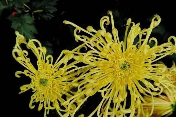 属狗人的命卦解析：探寻狗年的命运与性格之道