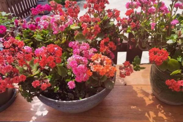 58年属狗女人的命运与性格分析——寻找生活的真谛与幸福之路