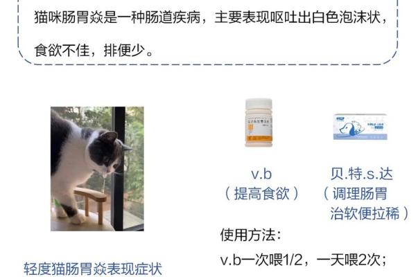 养猫改命的智慧：从小猫咪到幸福人生的秘密