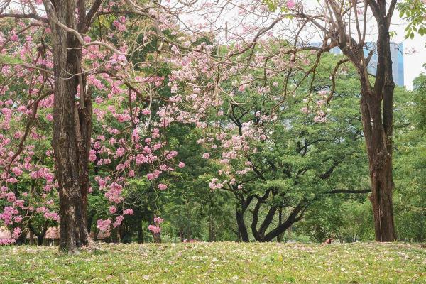 兰花命的魅力与人生启示——探寻其背后的深刻含义