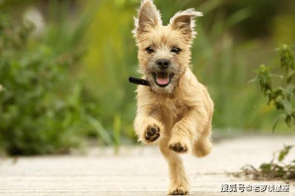 狗狗的命与运：揭开幸福狗生的秘密