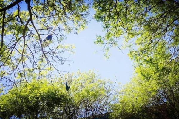 丁丑年出生的人命理解析：聪明智慧与奋斗的象征