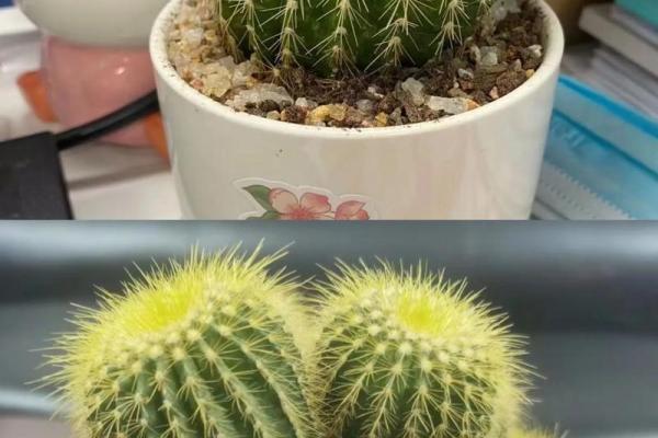 大海水命的盆景养护：优选植物及技巧指南