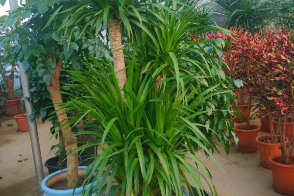 大海水命的盆景养护:优选植物及技巧指南 大海水命的盆景养护:优选植物及技巧指南