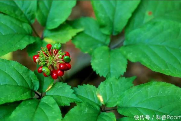 人参吊命的神秘原理：自然之力与生命的交融