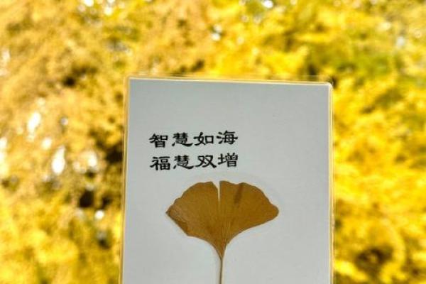 为何我选择命名为观音，灵性与慈悲的见证之旅